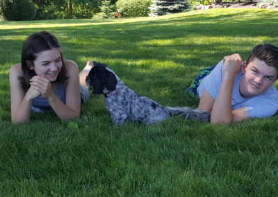 Pets and lawn care